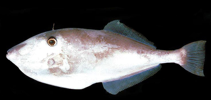 Aluterus monoceros_02.jpg